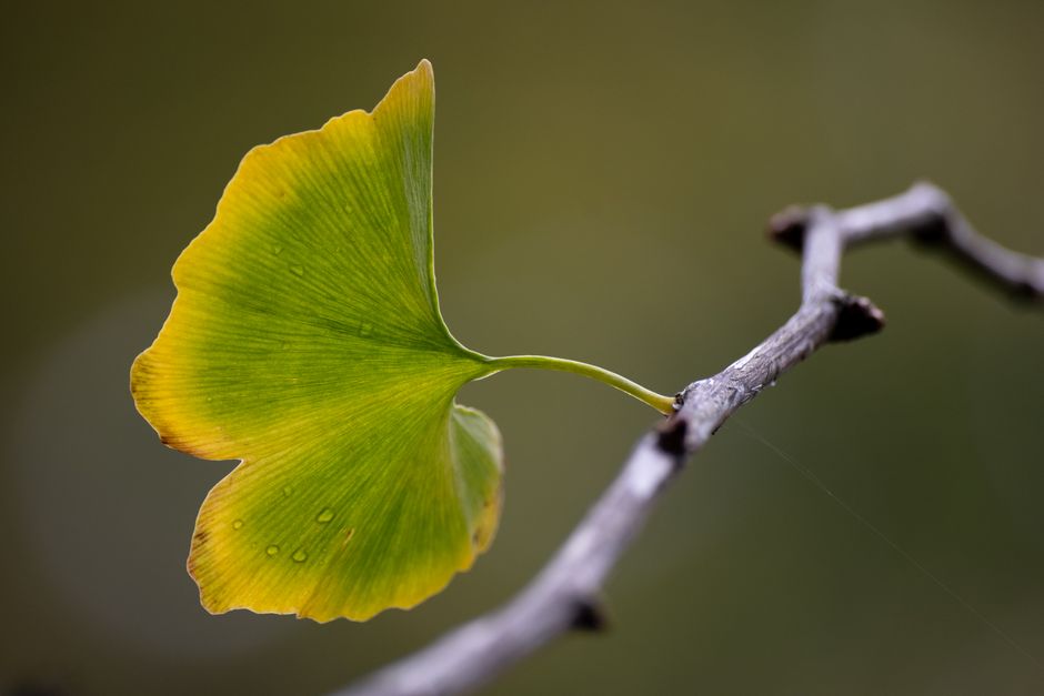 Ginkgo Biloba and Visual Acuity: What the Research Shows